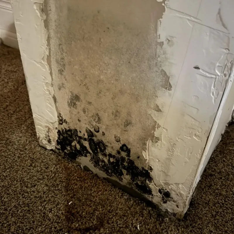 Professional Mold Removal in Hartville, MO